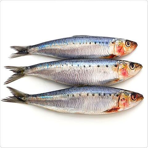 Sardine Tin album art