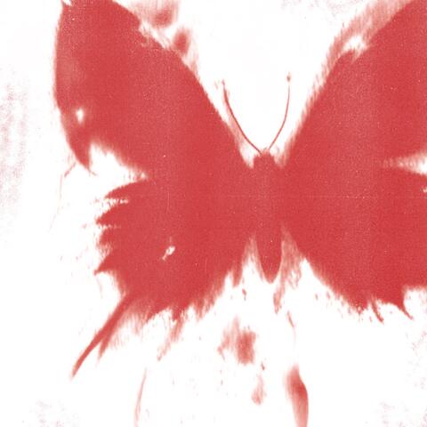 WHERE DID ALL THE BUTTERFLIES GO? album art