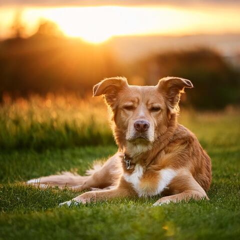 Relajación Canina: Melodías Lofi Para Perros album art