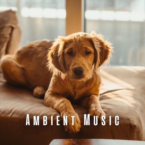 Ambient Music: Dogs' Afternoon Soothe album art