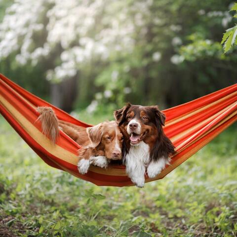 Serene Sounds for Dogs' Relaxation album art