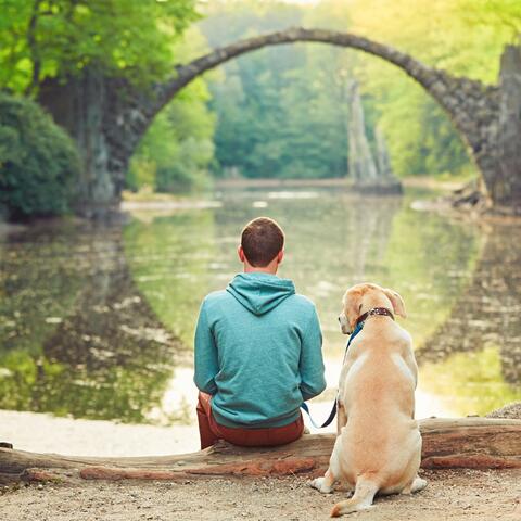 Relaxation Harmonics: Soft and Peaceful Tunes album art