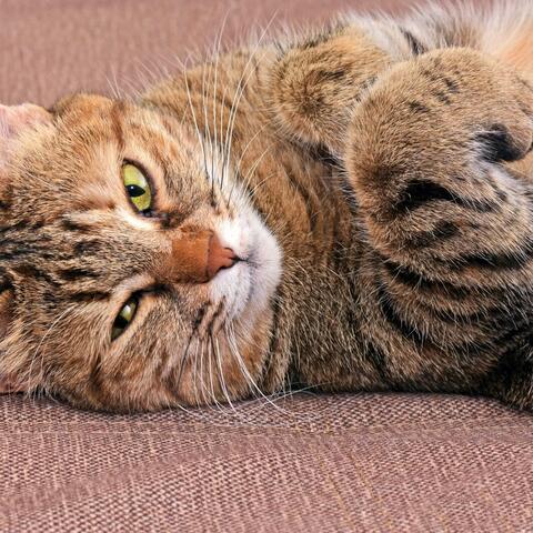 Relaxing Sounds for Cats' Peaceful Moments album art