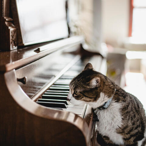 Kitty Piano: Cat's Play album art