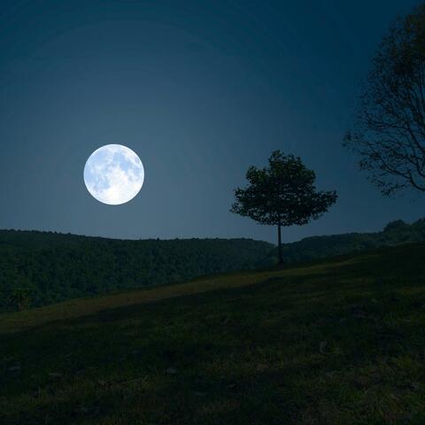 Night's Quiet: Gentle Tunes for Evening Peace album art