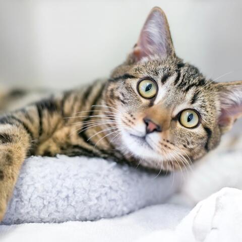 Soothing Music for Cats' Comfort album art