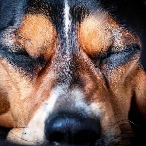 Music For Dogs And Soothing Companionship album art