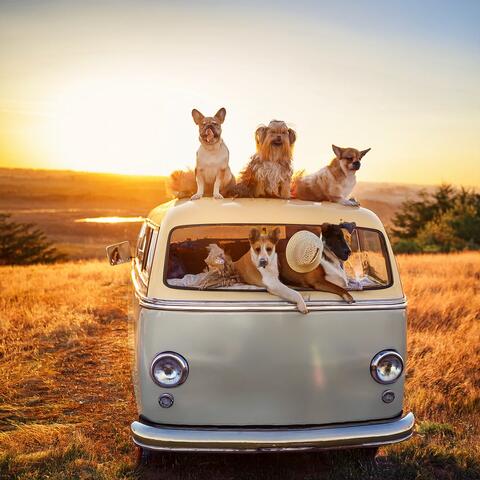 Music for Dogs Who Dream of Open Fields and Sunny Afternoons album art