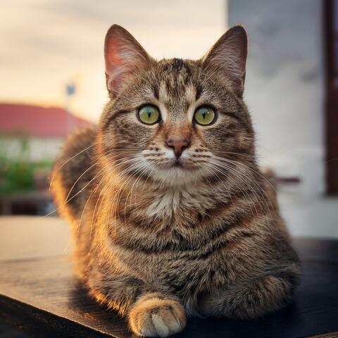 Music For The Peaceful Resting Of Cats album art