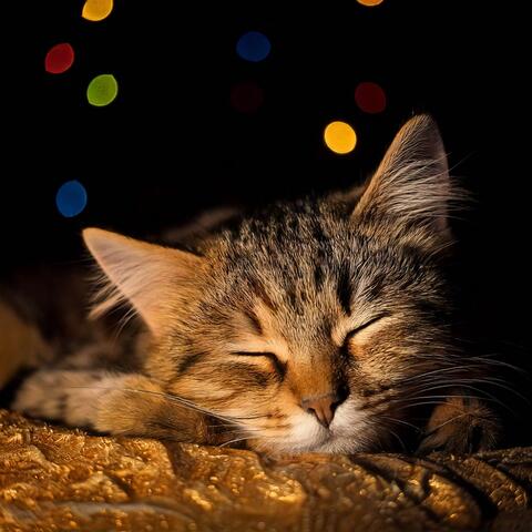 Peaceful Hip Hop Beats for Cats Sleep album art