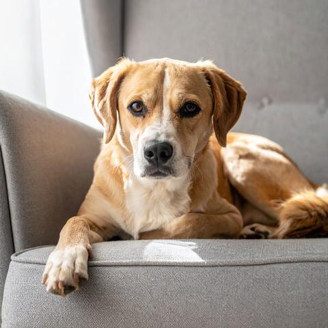 Melodías Lofi Para Momentos Tranquilos Con Mascotas album art