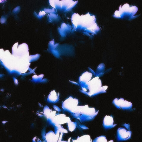 flowers in spring album art