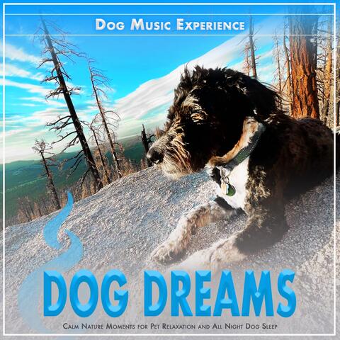 Dog Dreams: Calm Nature Moments for Pet Relaxation and All Night Dog Sleep album art
