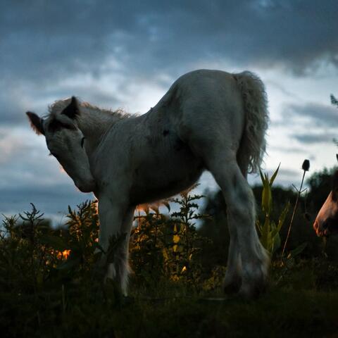 Why Is Everybody Running? album art