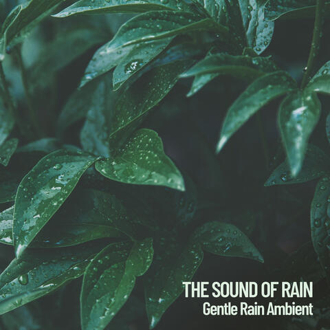 Ambient Rain Sounds album art