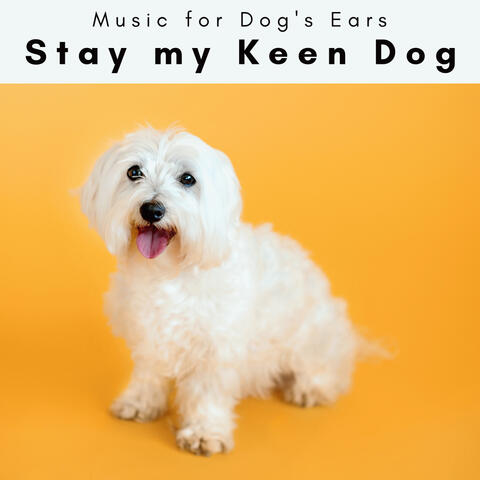 4 Paws: Stay my Keen Dog album art
