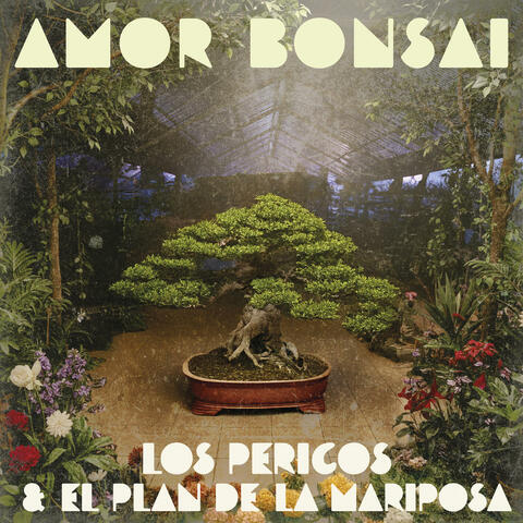 Amor Bonsai album art