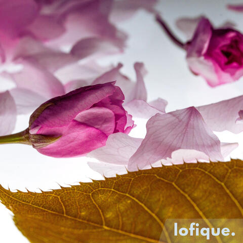 Falling Petals album art