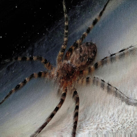 CRUDO album art