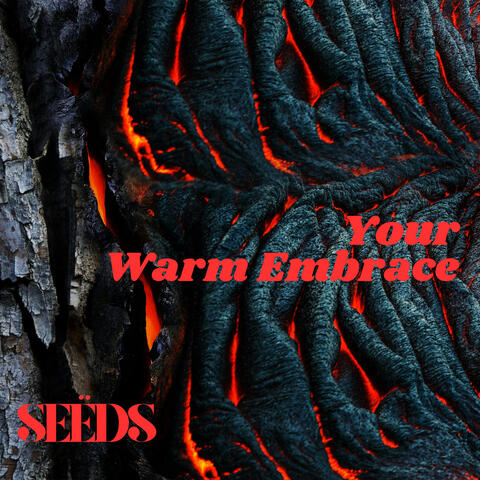 YOUR WARM EMBRACE album art