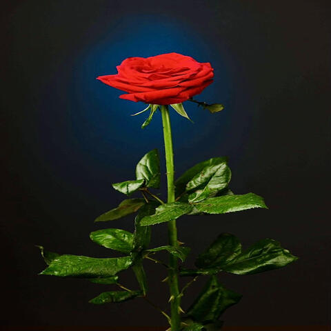 Rose album art