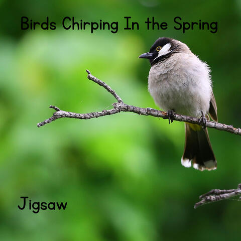 Birds Chirping in the Spring album art