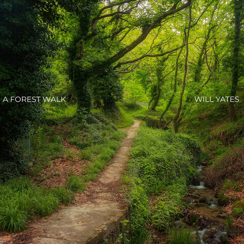 A Forest Walk album art
