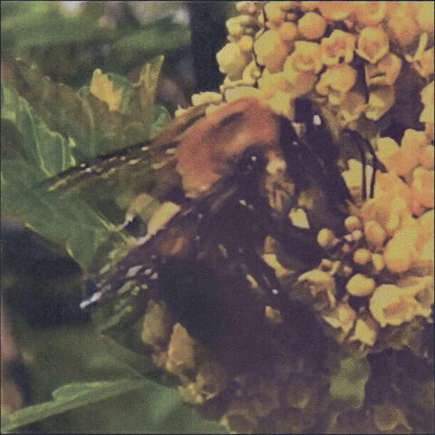 Natural Pleasure album art
