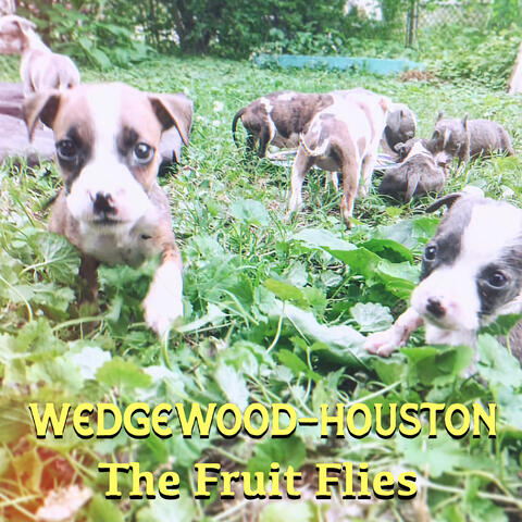 Wedgewood Houston album art