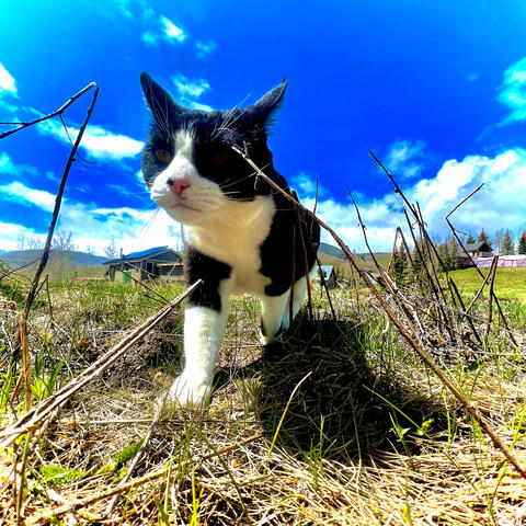 Cats! album art