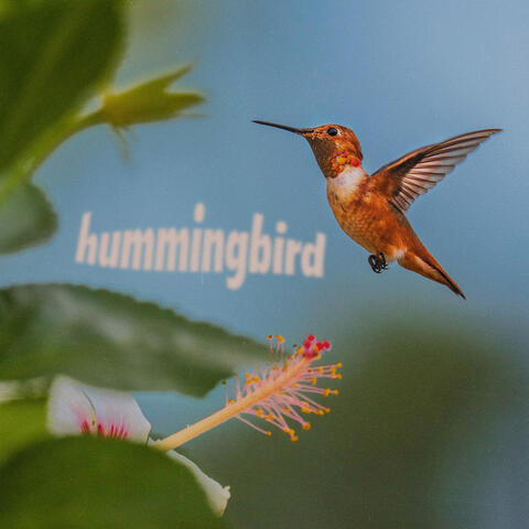 Hummingbird album art