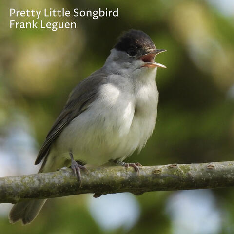 Pretty Little Songbird album art