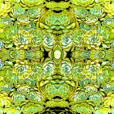 Echeveria Elegans album art
