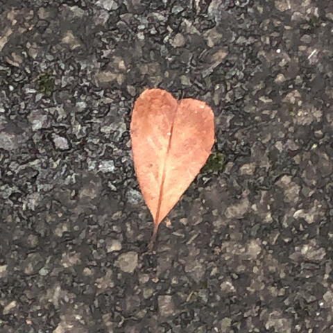 As a Leaf Travels on the Wind album art