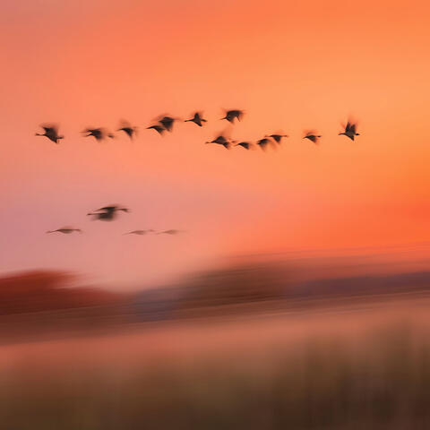 Mit Den Gänsen Davon album art