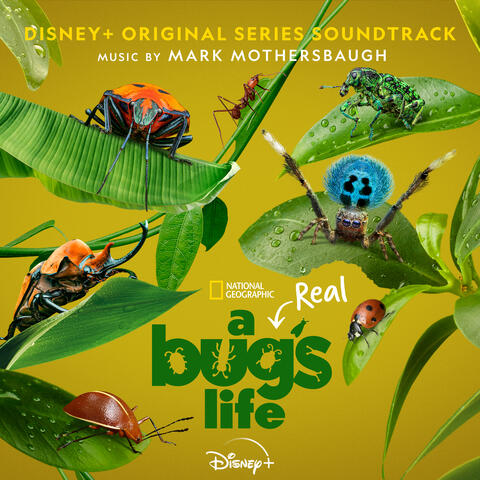 A Real Bug's Life album art