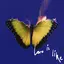 Love Is Like album artwork