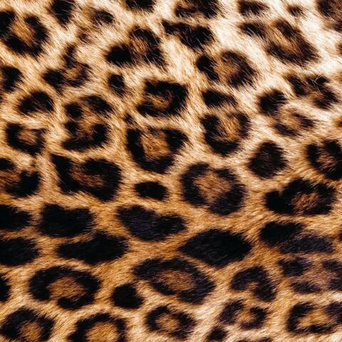 CHEETAH PRINT album art