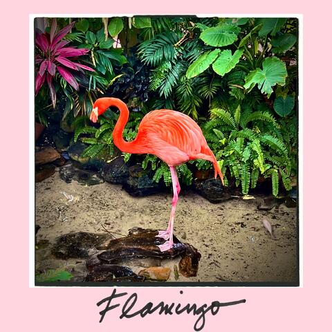 Flamingo album art