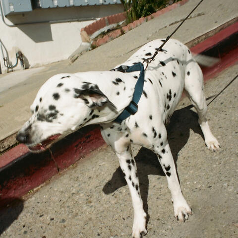 skin album art