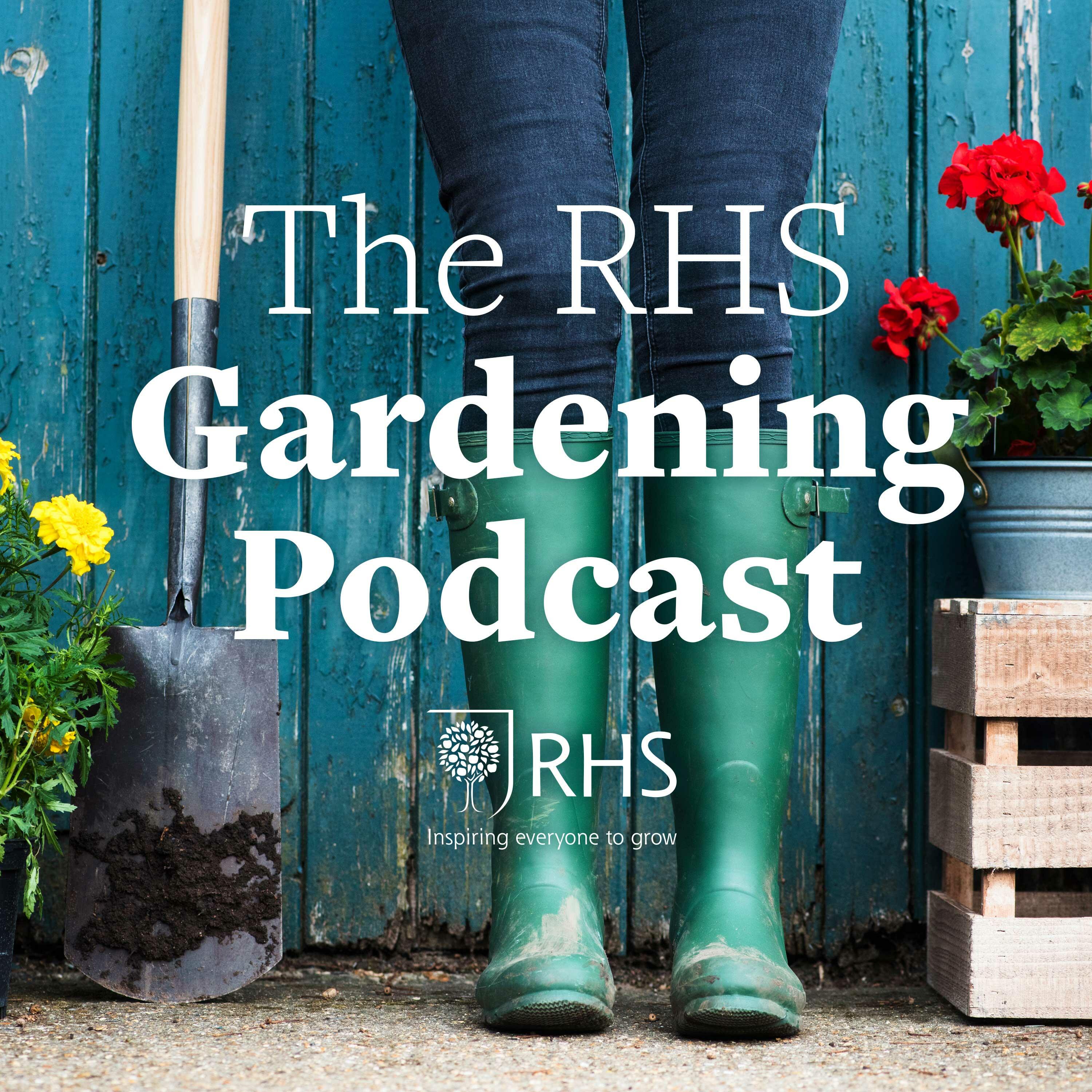 Daffodils / RHS Gardening