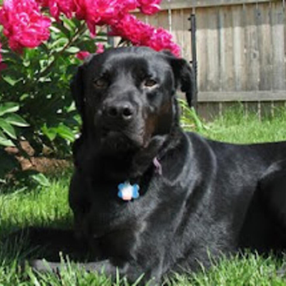 Angus The Dog