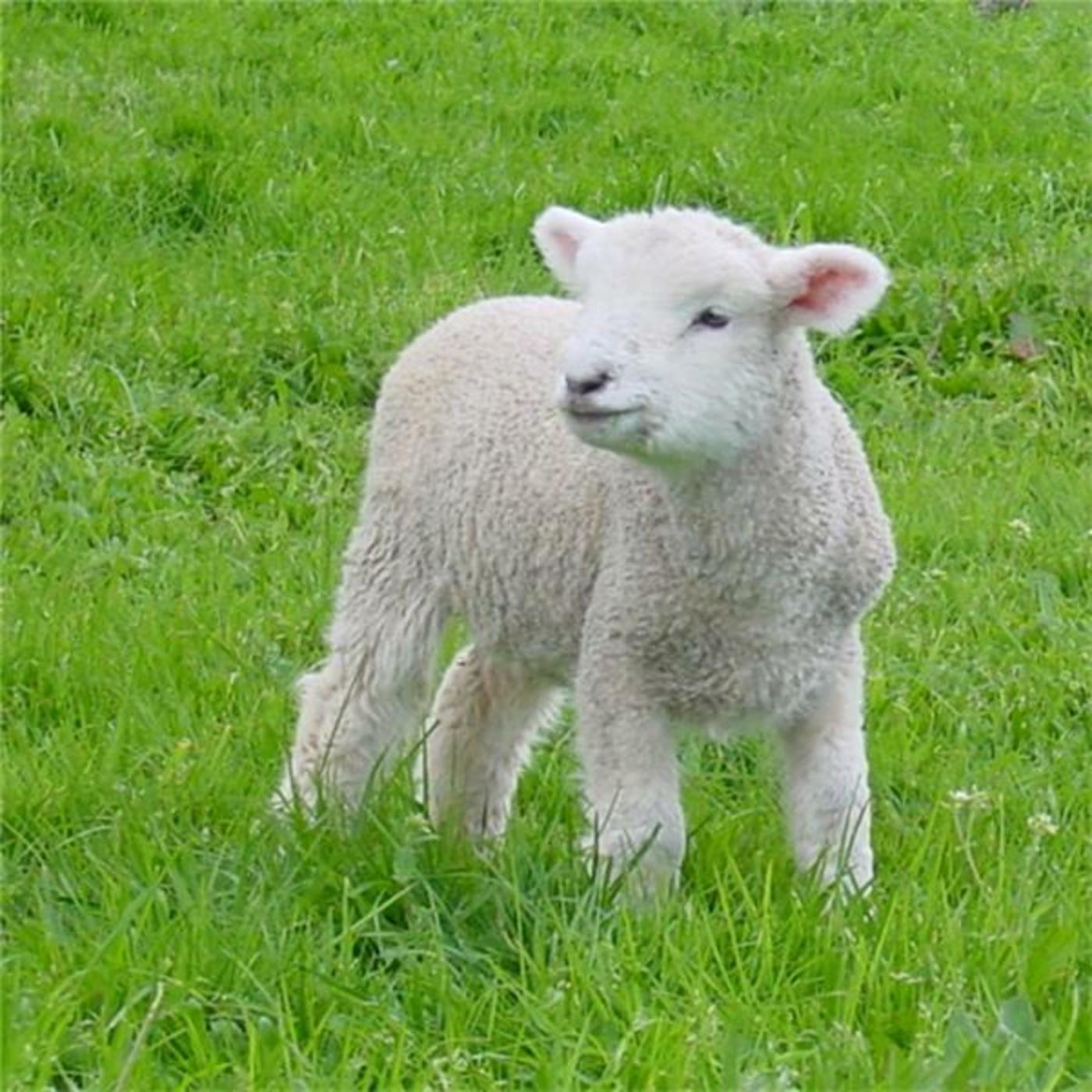 Little lamb