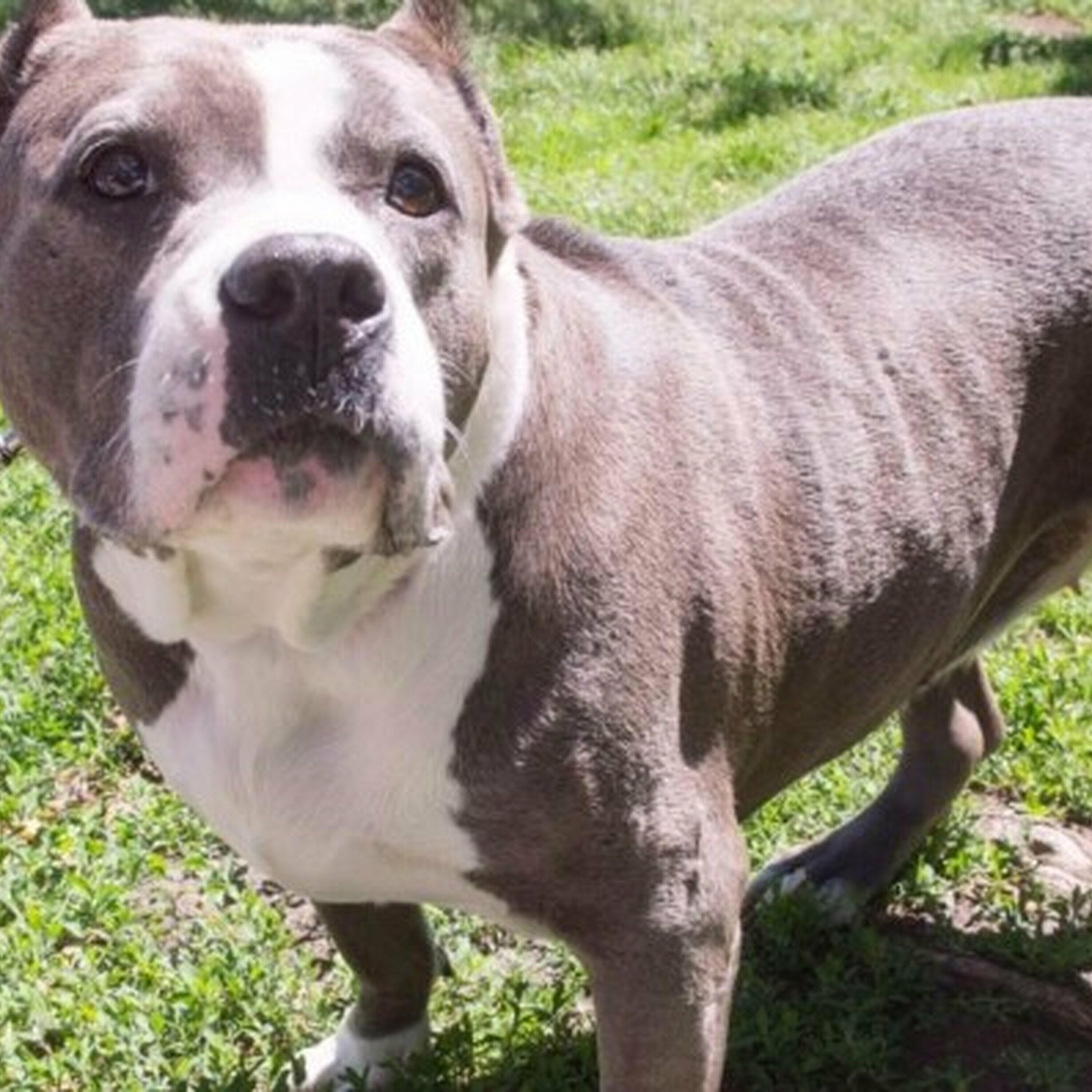 Should Montreal bring back its pitbull ban?