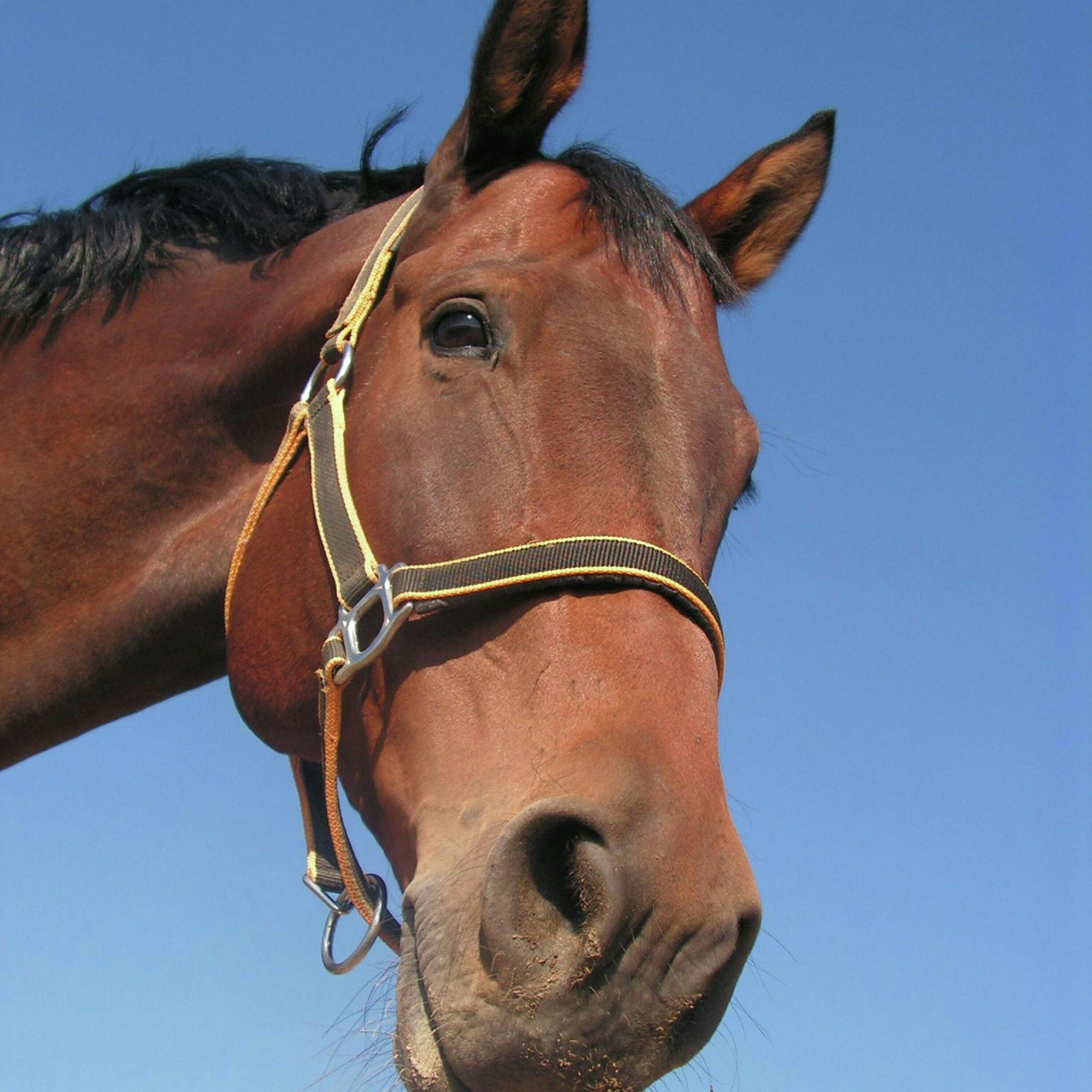A retirement place for horses and how you can see them
