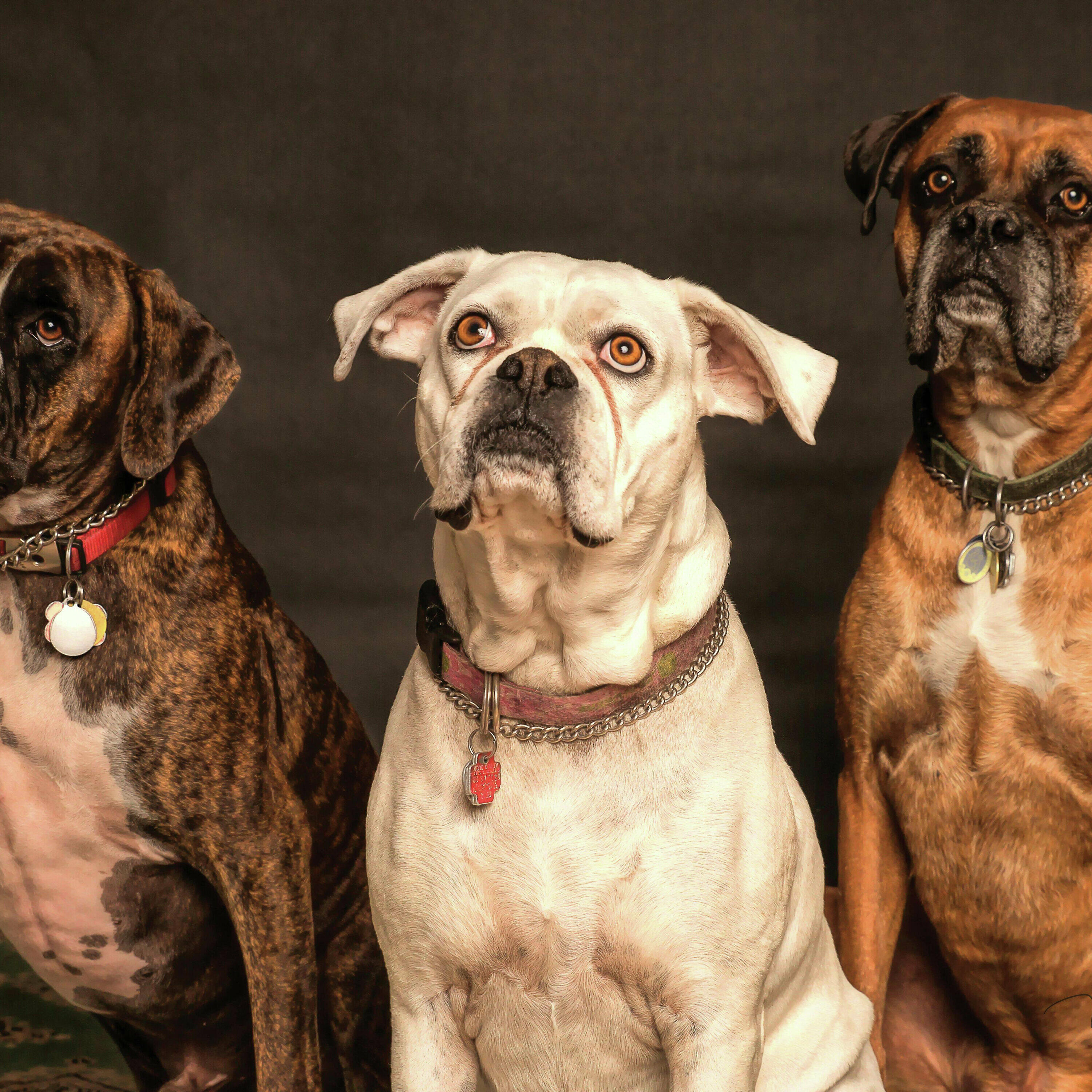 Who's at fault when a dog bites someone?