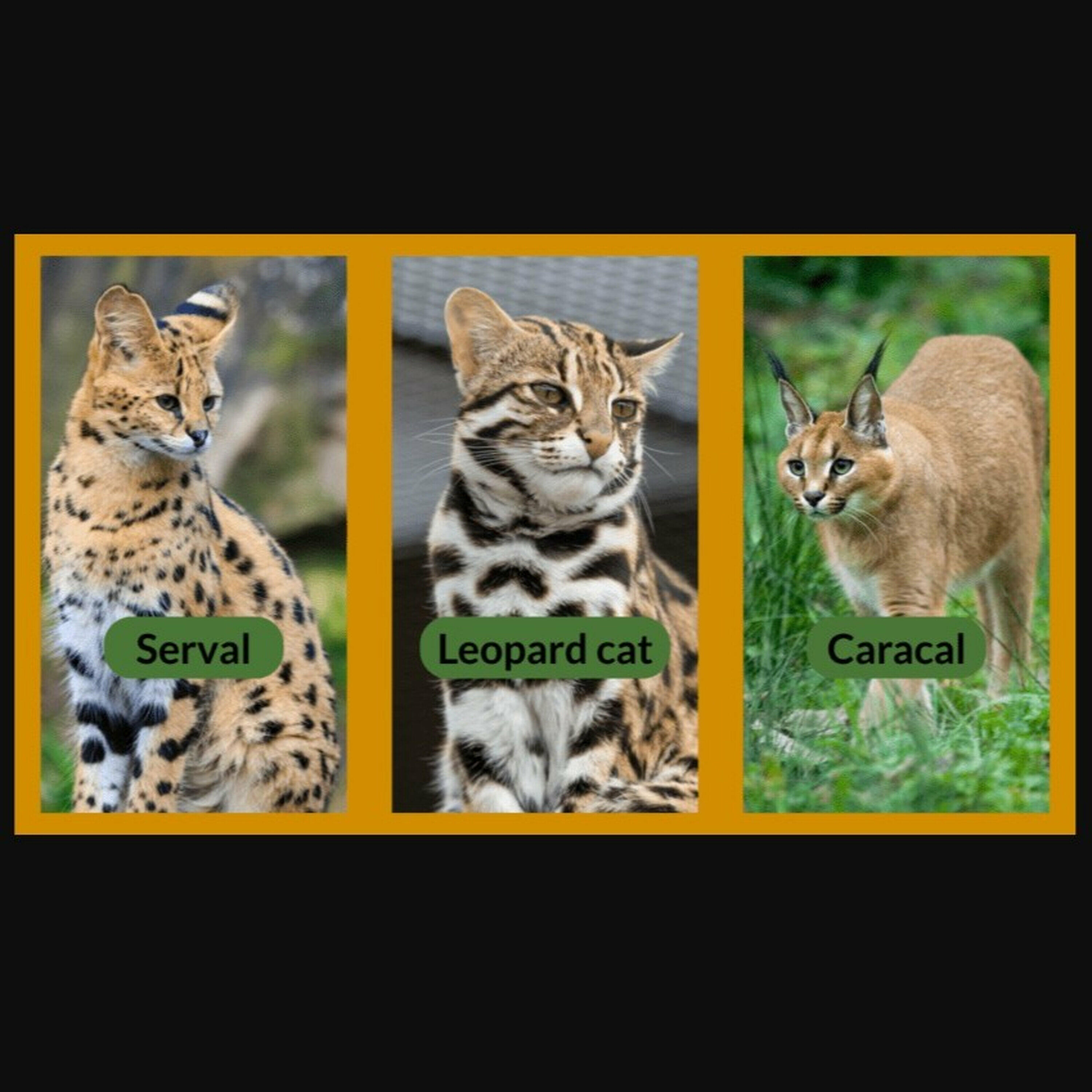 BC SPCA supports proposed ban on the breeding, sale and future ownership of all exotic and non-domestic cats
