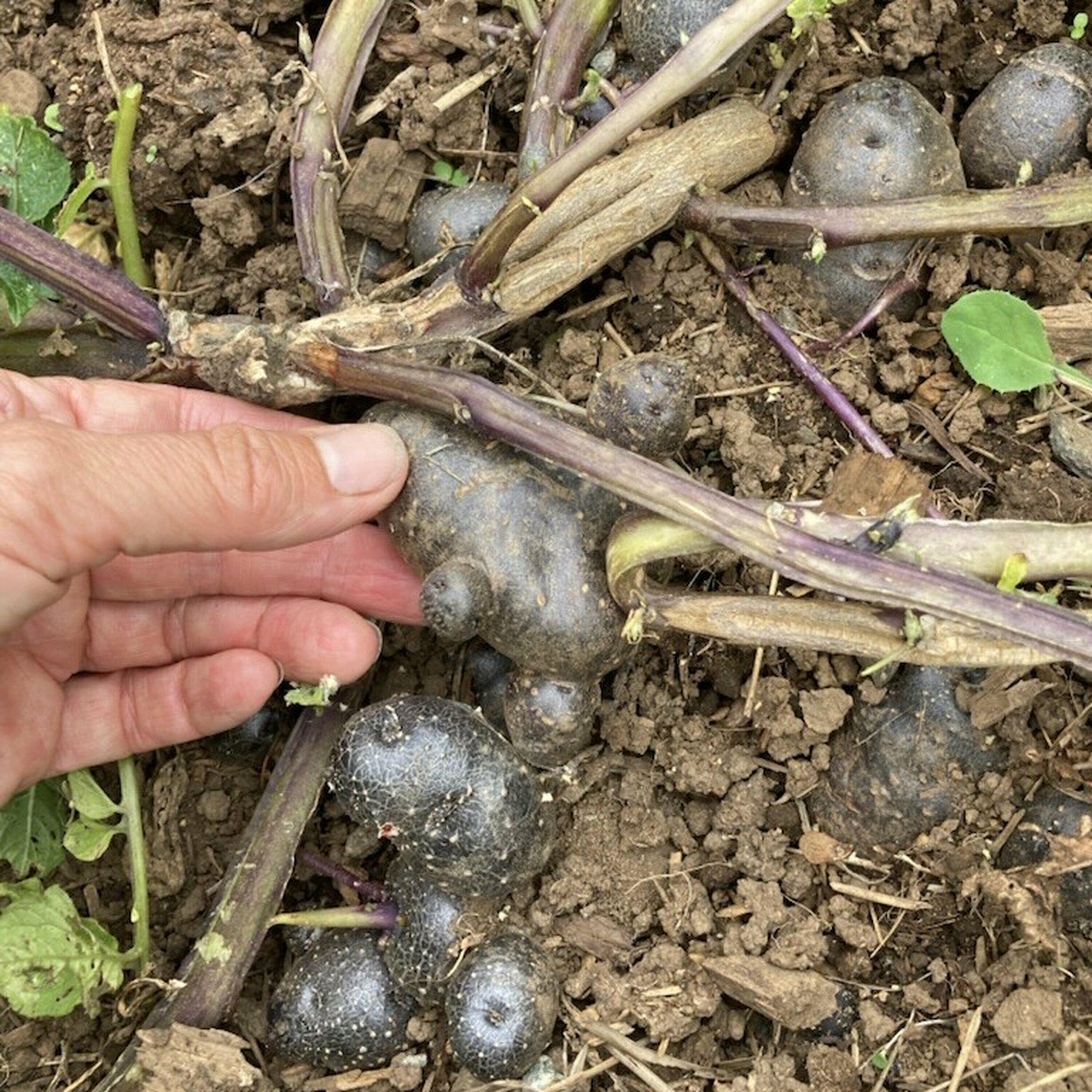 How to Save 'Wet' Seeds