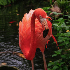 Mango the flamingo turning 50: hear the story behind the "grumpy old man" in pink  - Ryan Price: Sound Bites