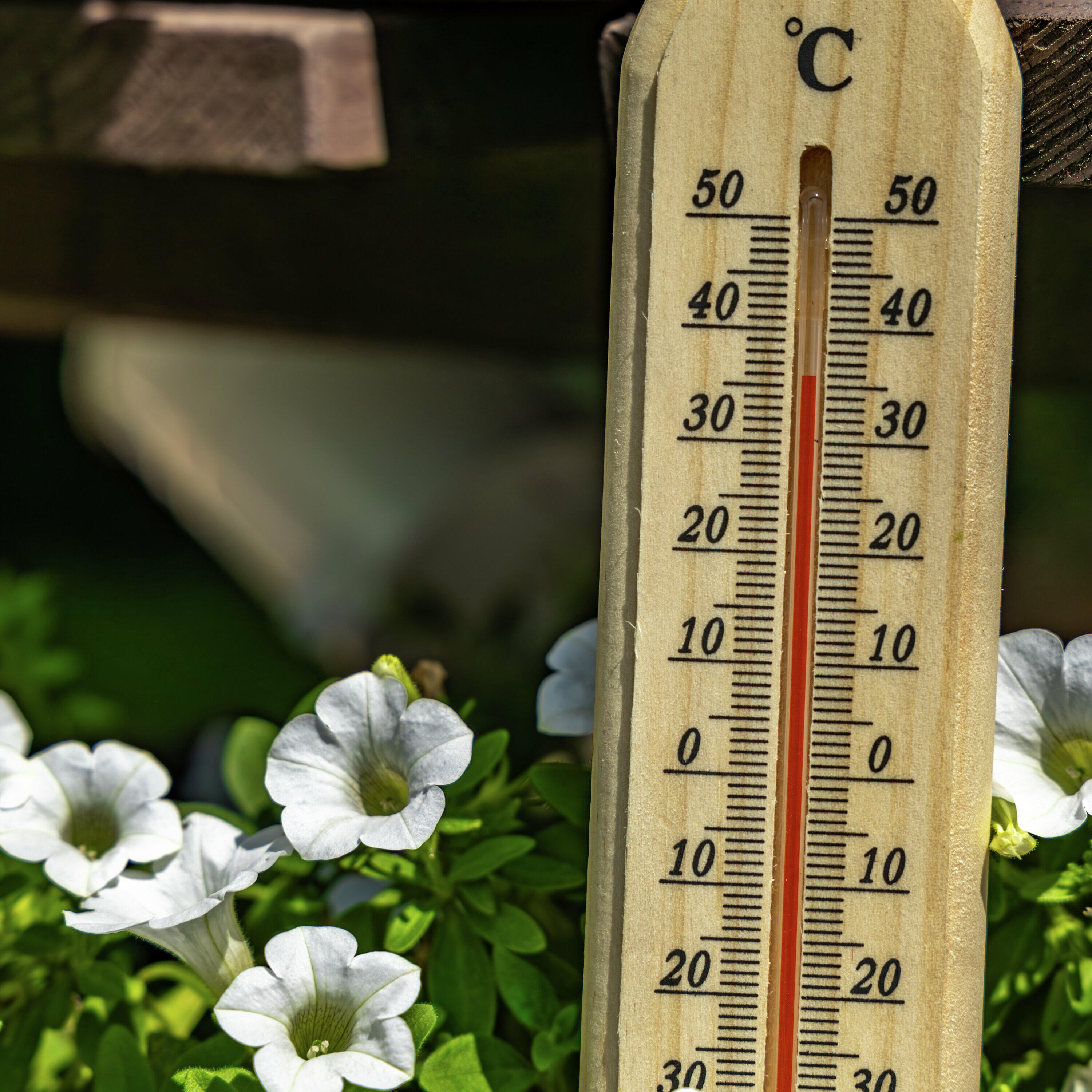 How to Make Your Garden Heat-Resilient